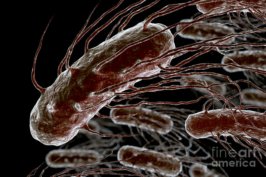 Helicobacter Pylori #38 Photograph by Science Picture Co