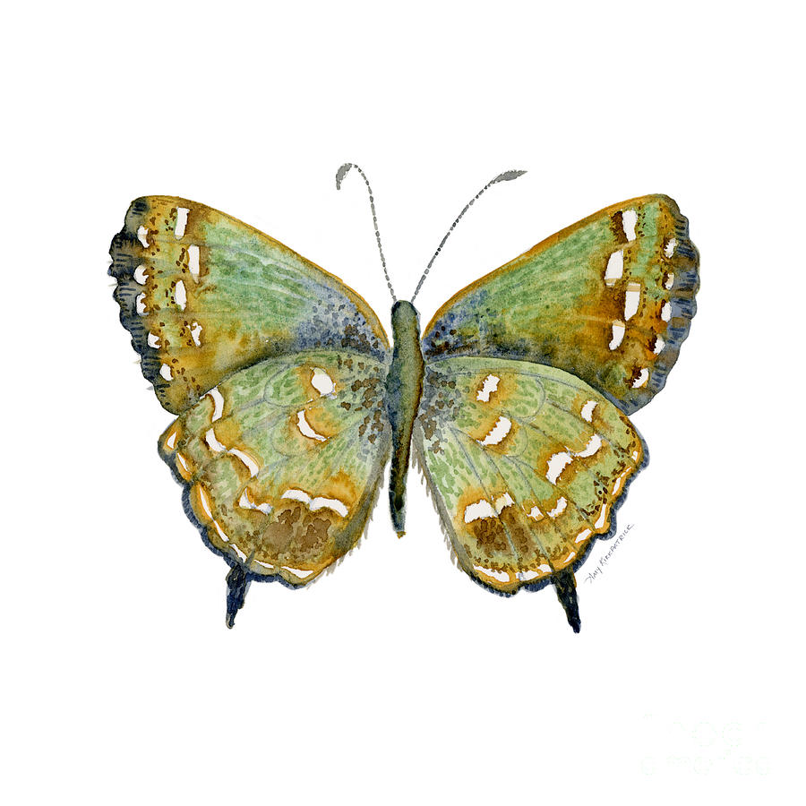 38 Hesseli Butterfly Painting by Amy Kirkpatrick