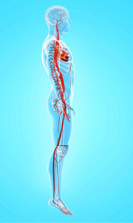 Full Length Photograph - Human Arteries #38 by Pixologicstudio/science Photo Library