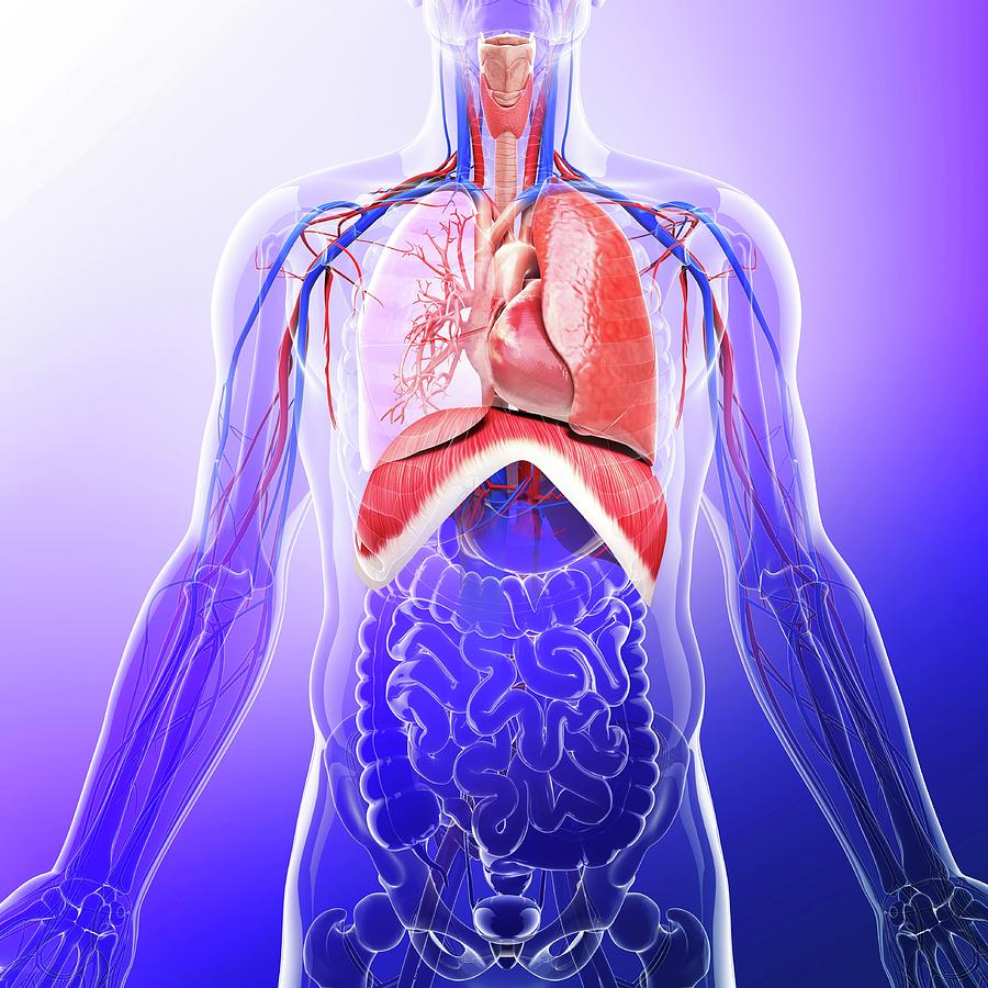 Human Respiratory System Photograph by Pixologicstudio - Pixels