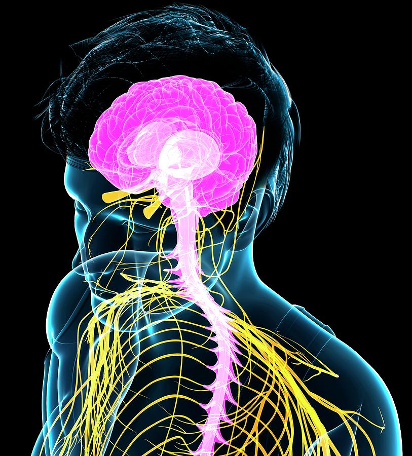 Male Nervous System Photograph by Pixologicstudio/science Photo Library ...