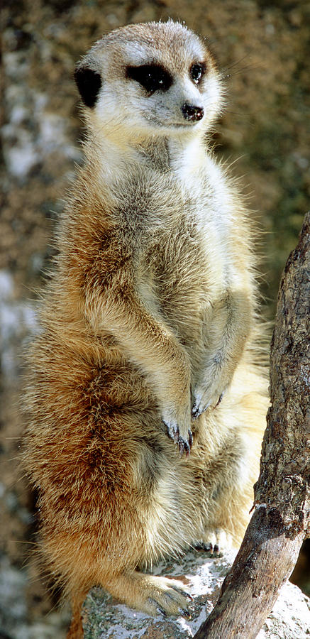 Meerkat #38 Photograph by Millard H. Sharp
