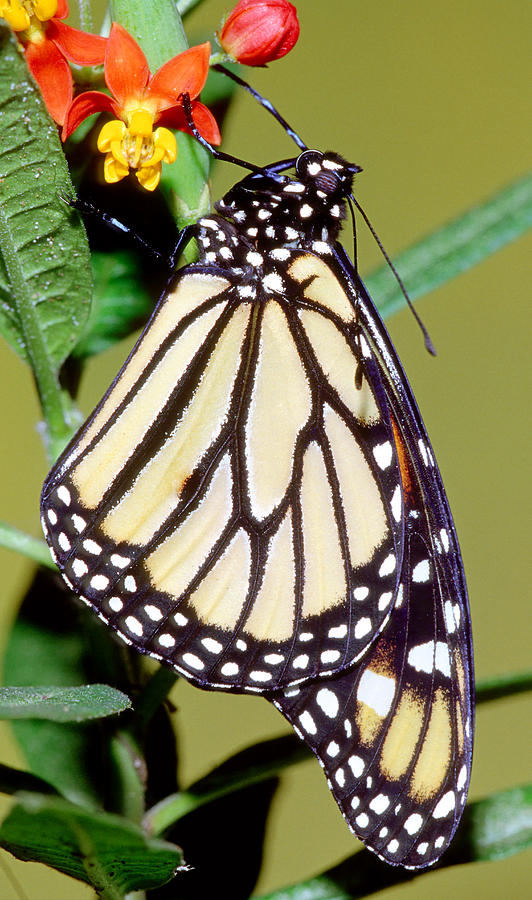 Monarch Butterfly #38 Photograph by Millard H. Sharp