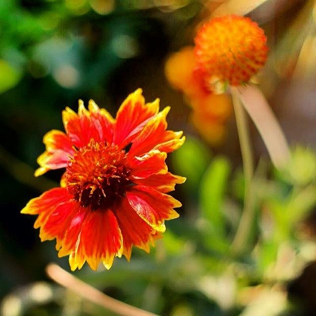 Sunflower Photograph - #photooftheday , #picoftheday #38 by Tony Martinez