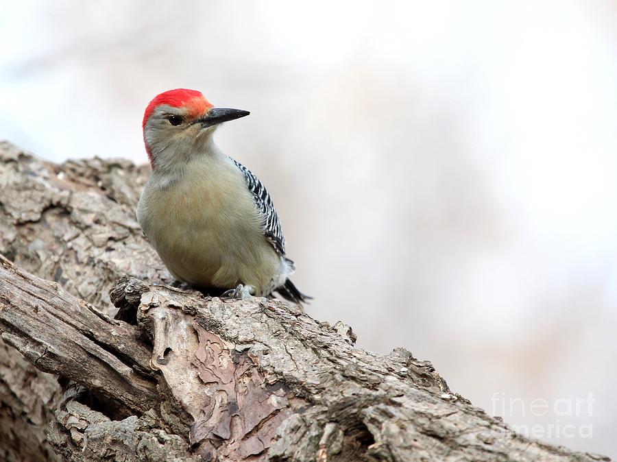 Red-bellied Woodpecker #38 Photograph by Jack R Brock