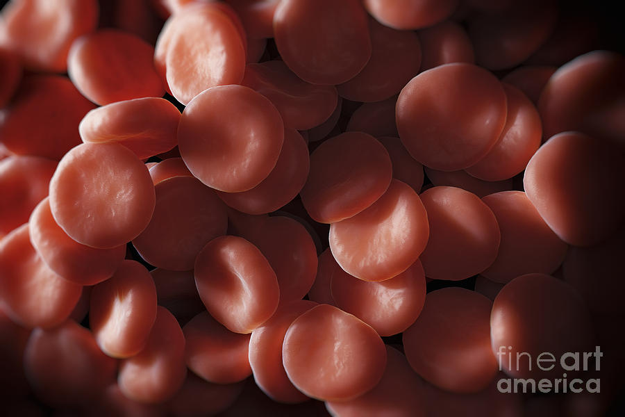 Red Blood Cells #38 Photograph by Science Picture Co