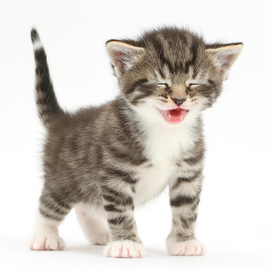Tabby Kitten Photograph by Mark Taylor - Fine Art America