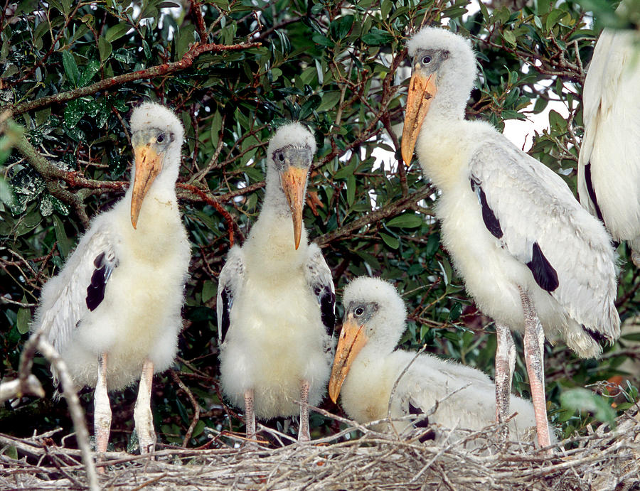 Wood Storks #38 Photograph by Millard H. Sharp