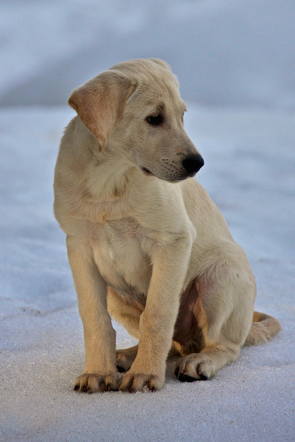 Yellow Labrador Photograph