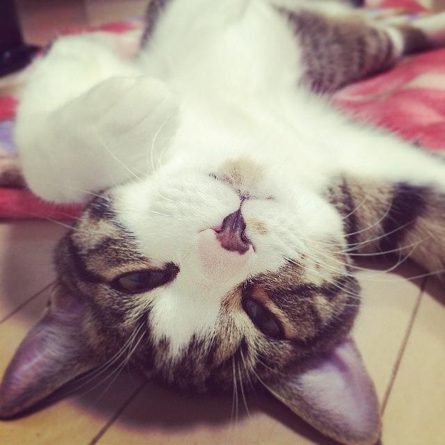 Cat Photograph - Instagram Photo #381422684472 by Koushi Sumi
