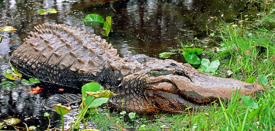 American Alligator #39 by Millard H. Sharp