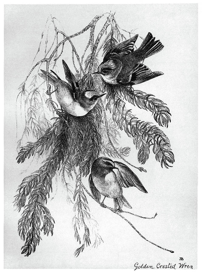 Blackburn Birds, 1895 Drawing By Granger - Fine Art America