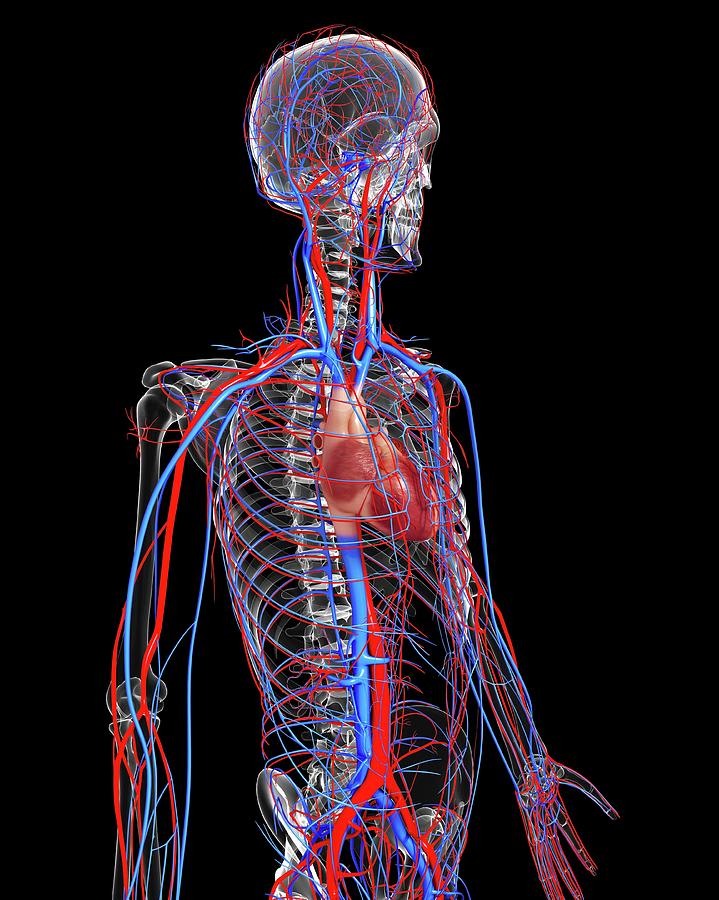 Cardiovascular System Photograph by Pixologicstudio/science Photo ...