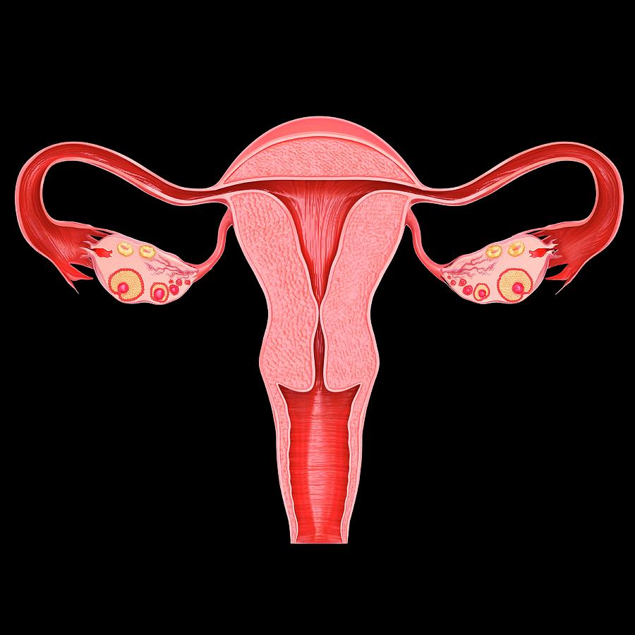 Female Reproductive System Photograph By Science Photo Library Fine