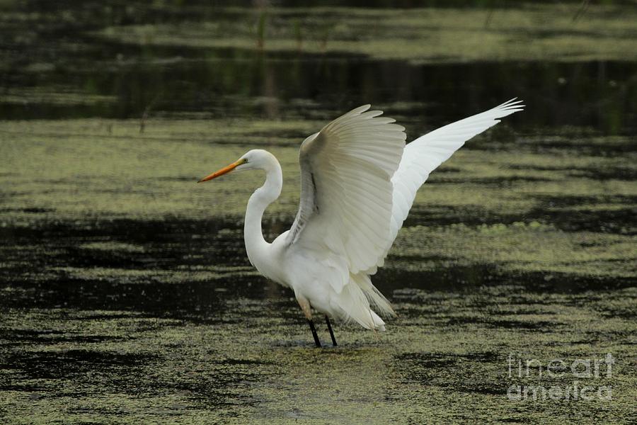 Great Egret #39 Photograph by Jack R Brock