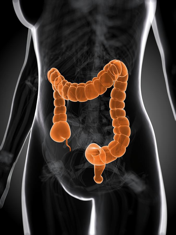 Healthy Large Intestine Photograph by Sciepro/science Photo Library ...