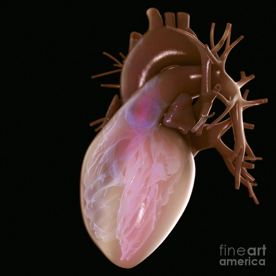 Transparency Photograph - Heart Anatomy #39 by Science Picture Co