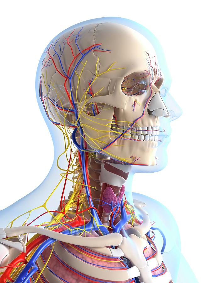 Human Anatomy Photograph by Sciepro/science Photo Library | Pixels