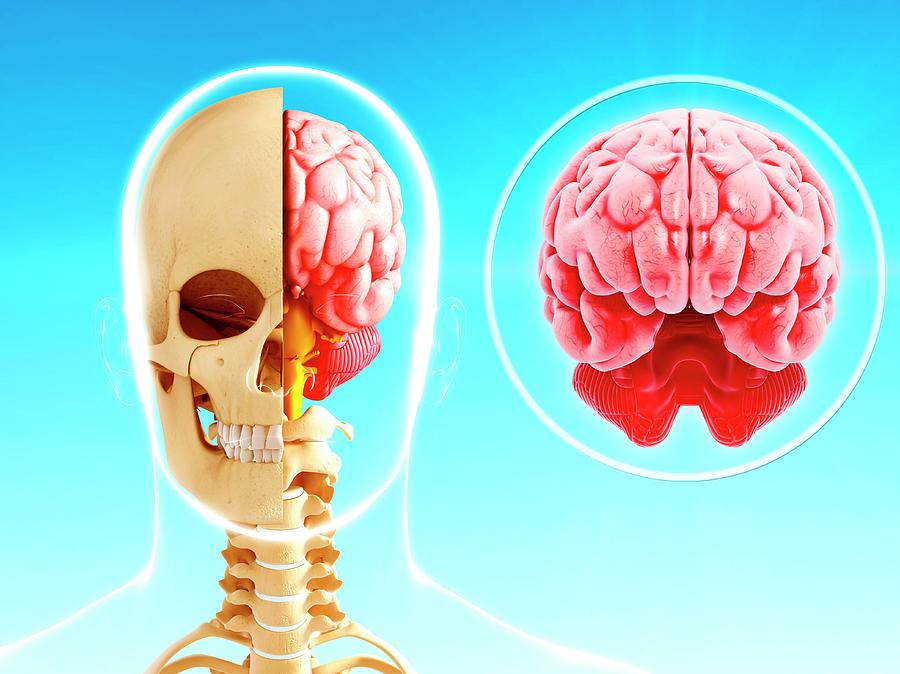 Skull Photograph - Human Brain Anatomy #39 by Pixologicstudio/science Photo Library