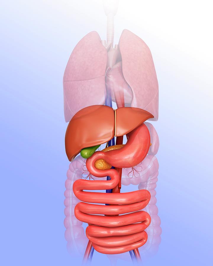 Illustration Photograph - Human Internal Organs #39 by Pixologicstudio