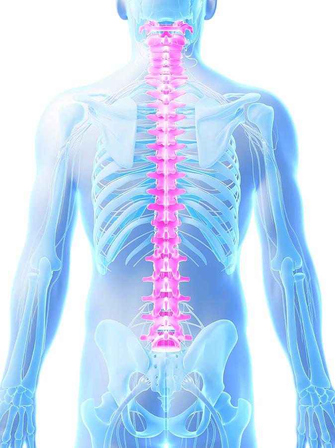 Human spine 39 photograph by sebastian kaulitzki pixels