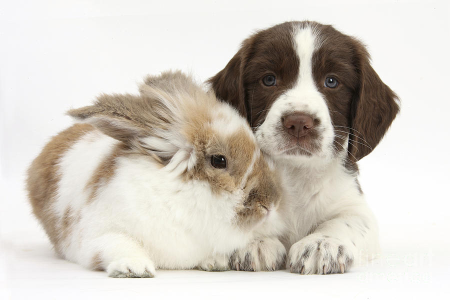 Puppy And Rabbit #39 Photograph by Mark Taylor