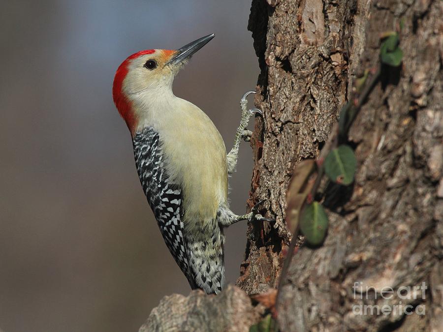 Red-bellied Woodpecker #39 Photograph by Jack R Brock