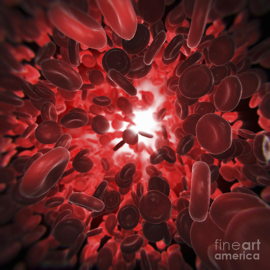 Red Blood Cells #39 Photograph by Science Picture Co