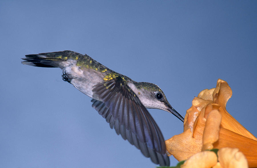 Ruby Throated Hummingbird #39 Photograph by Millard H. Sharp