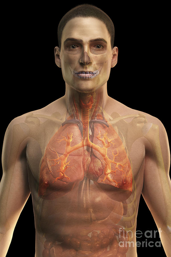 The Respiratory System #39 Photograph by Science Picture Co