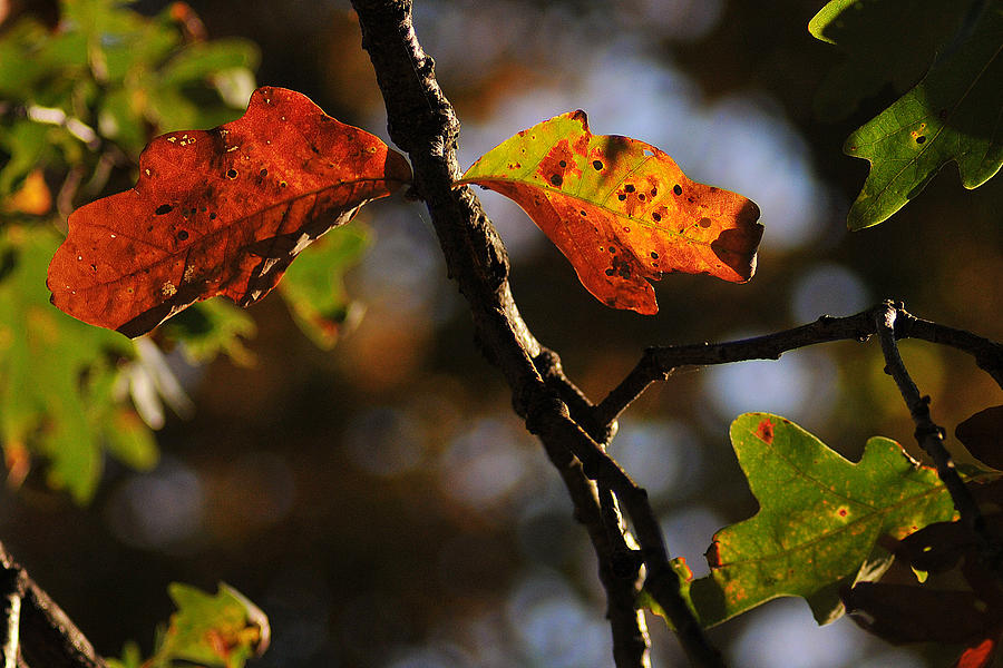 Two Leaves Photograph by Gene Tatroe
