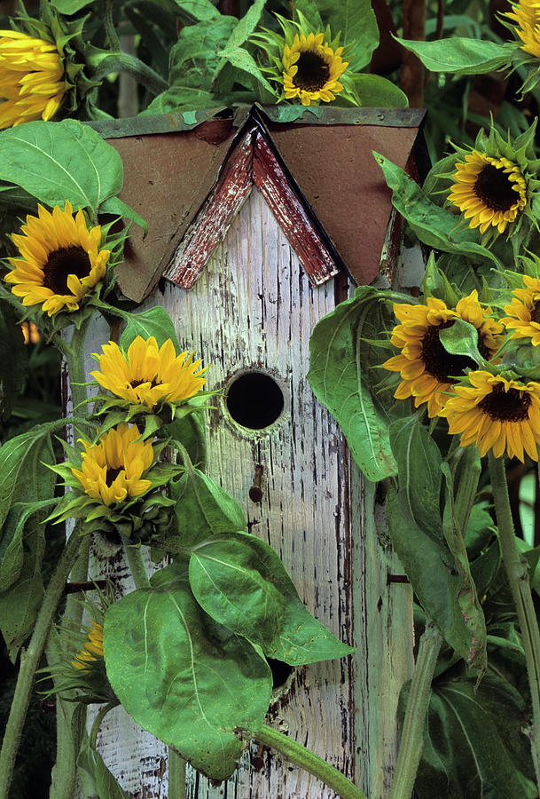 Sunflower Photograph - USA, Pennsylvania #39 by Jaynes Gallery