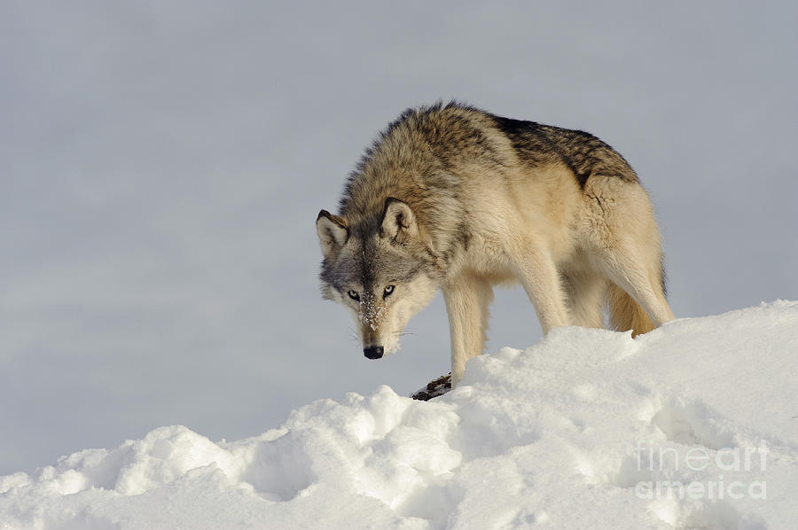 Wolf In Winter #39 Photograph by John Shaw