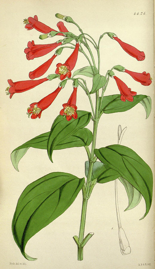 Botanical Print By Walter Hood Fitch 1817 – 1892 Drawing by Quint Lox ...