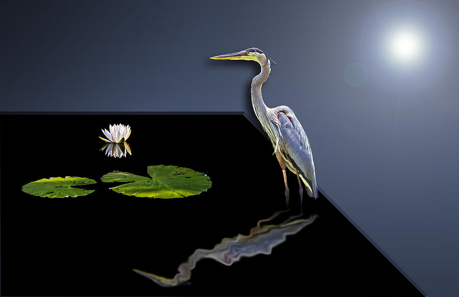 3D Blue Heron Reflection Photograph by Michael Whitaker