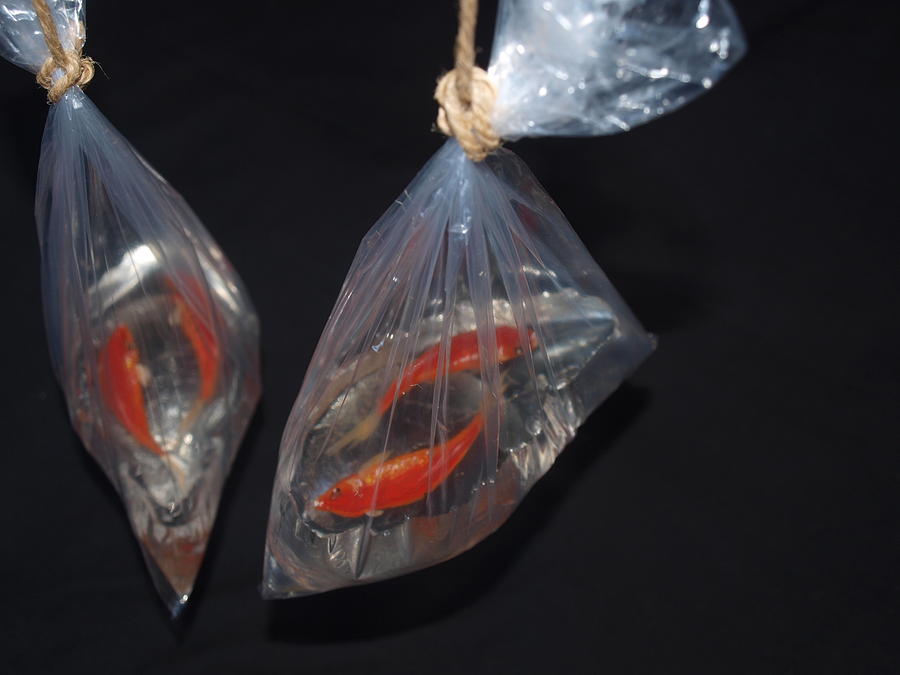3d Goldfish Paint In Plastic Bag Painting by Gerardo Chierchia