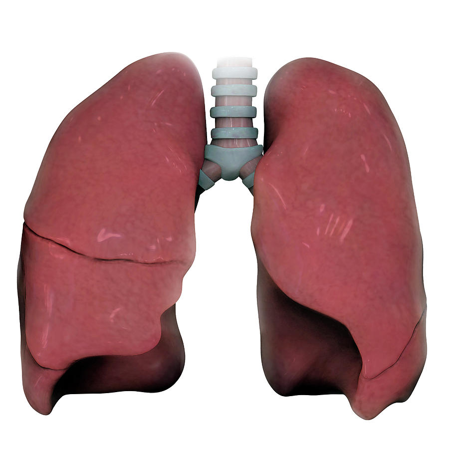 3d Model Of Right And Left Human Lung Photograph By Alayna Guza Pixels 4715