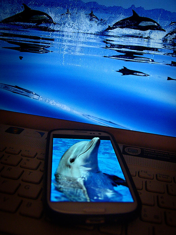 Dolphin Photograph - 3D phone... by Alessandro Della Pietra