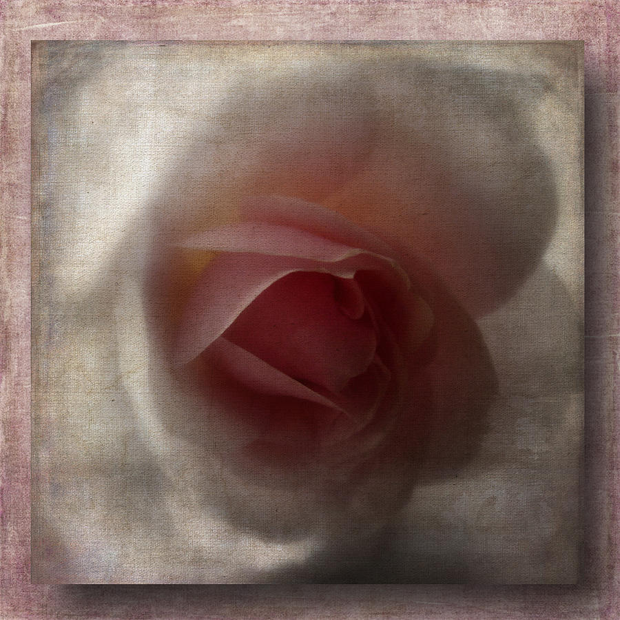 3D Pink Rose Photograph by Lynn Bolt