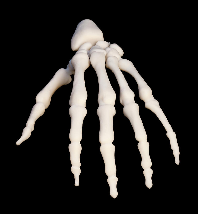 3d Printed Anatomical Hand Model Photograph by Pascal Goetgheluck