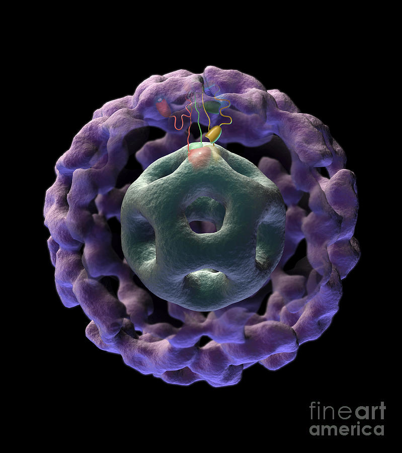 Vertical Digital Art - 3d Structure Of Pyruvate Dehydrogenase by National Institutes of Health