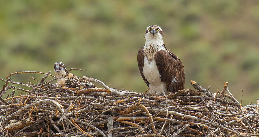 Osprey Photograph - 3s Company by Kevin Dietrich