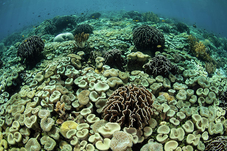 A Beautiful And Healthy Coral Reef Photograph By Ethan Daniels Pixels