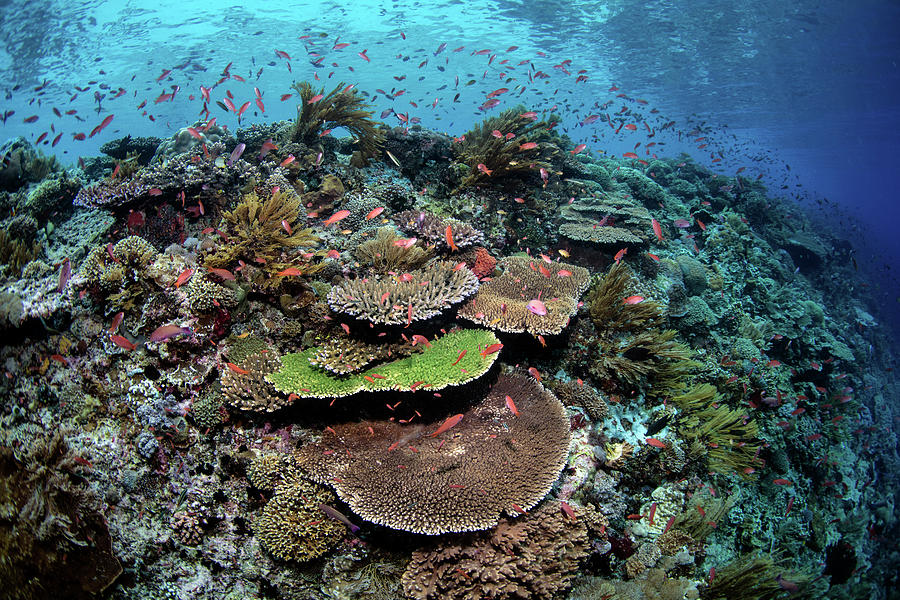 A Beautiful Coral Reef Thrives In Alor Photograph by Ethan Daniels ...