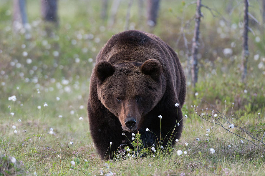 A European Brown Bear, Ursus Arctos Photograph by Sergio Pitamitz