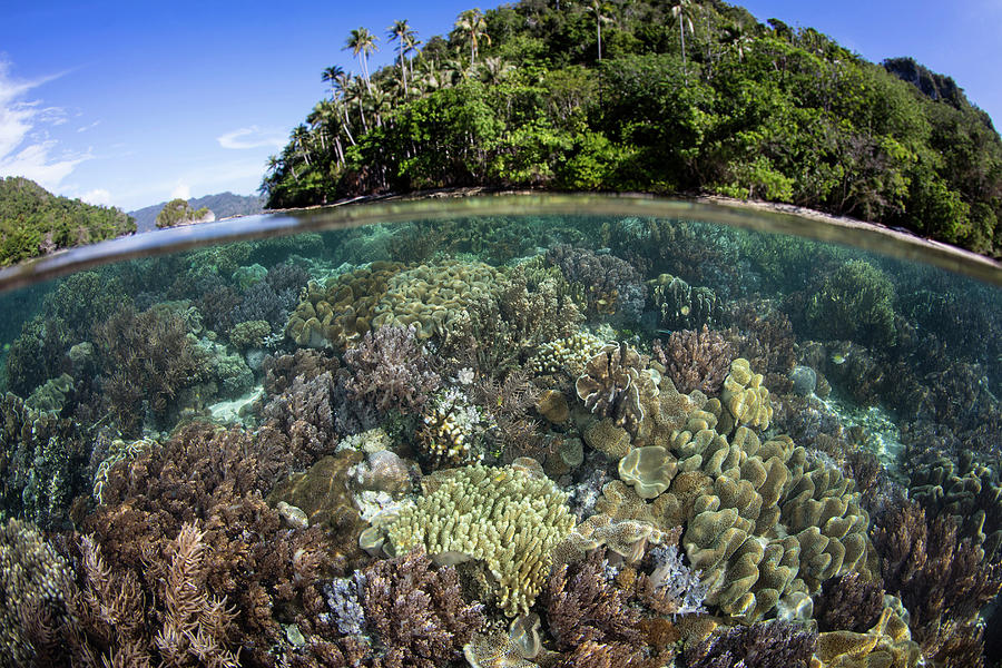 A Healthy Coral Reef Grows In Raja Photograph
