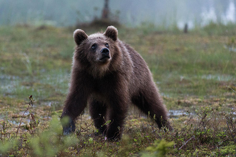 A Juvenile European Brown Bear, Ursus Photograph by Sergio Pitamitz