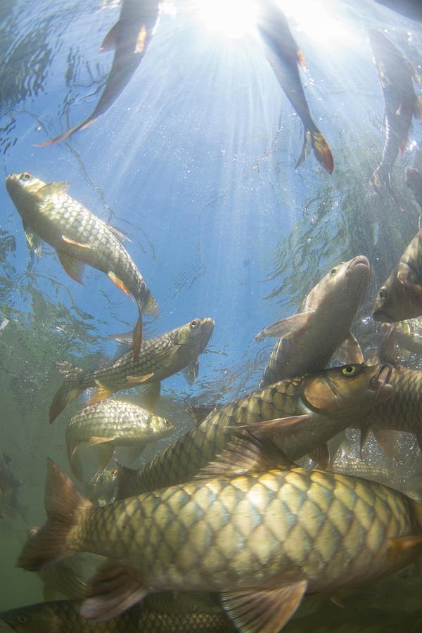Fish Photograph - A Large School Of Mahseer Fish #4 by Scubazoo