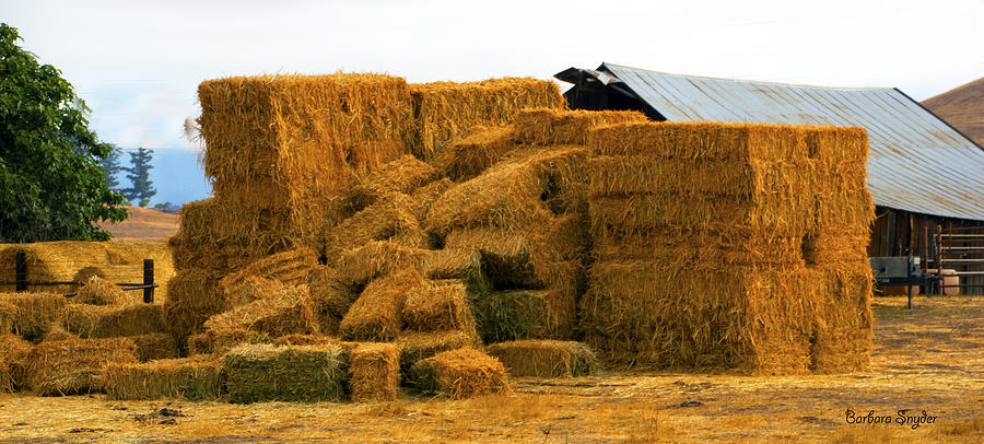 A Needle In A Haystack #4 Photograph by Barbara Snyder