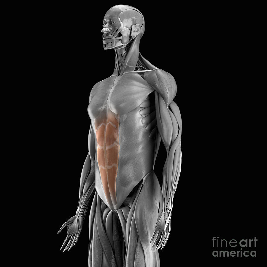 Digital Illustration Photograph - Abdominal Muscles #4 by Science Picture Co